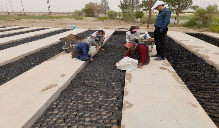 نقش تحسین  برانگیز زنان روستایی در جمع آوری بذور مرتعی شهرستان سبزوار