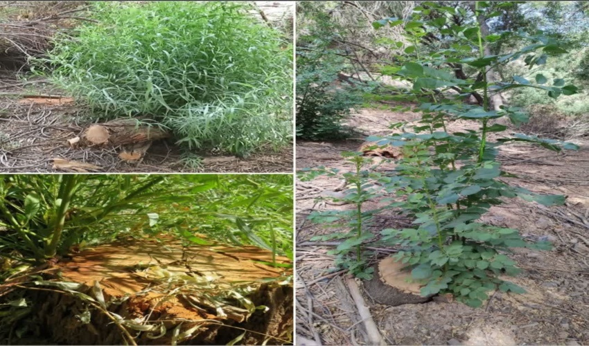 اجرای طرح جوان سازی و احیاء جنگل کاسف در شهرستان بردسکن