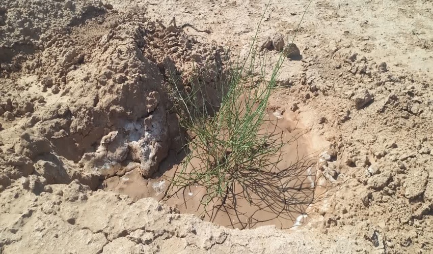 اجرای دو طرح بیابانزدایی در شهرستان خلیل آباد
