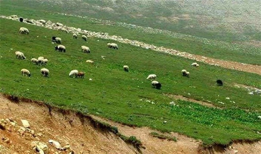 اجرای طرح ممیزی بیش از ۴۰ هزار هکتار در مراتع شهرستان کوهسرخ