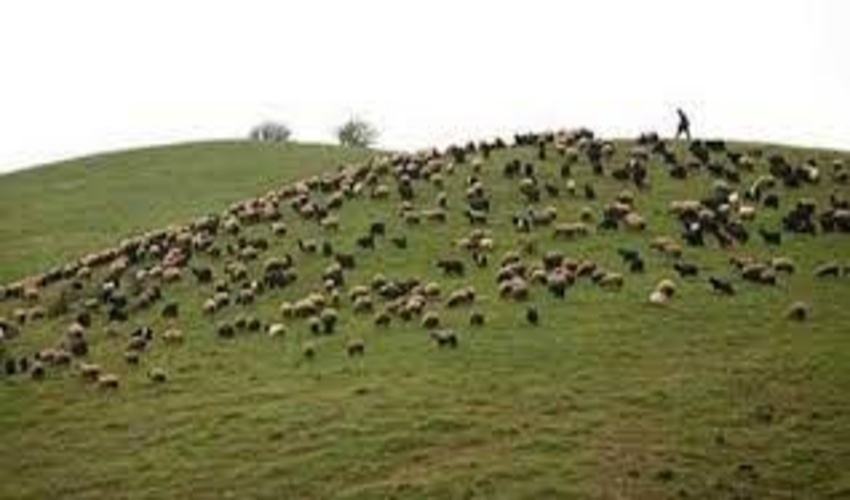 ۶ هزار هکتار از اراضی مرتعی شهرستان تایباد ممیزی شد