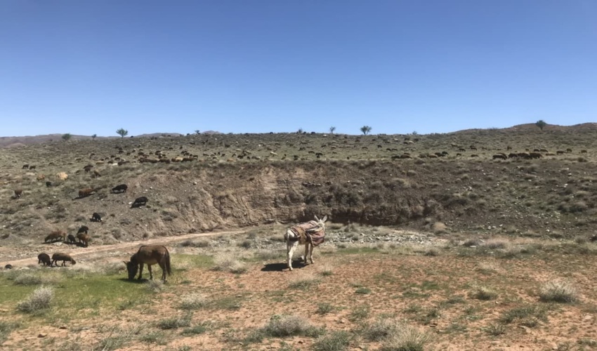 اجرای طرح ممیزی مرتع در سه سامانه عرفی بامساحت 5 هزار هکتار در شهرستان تربت حیدریه