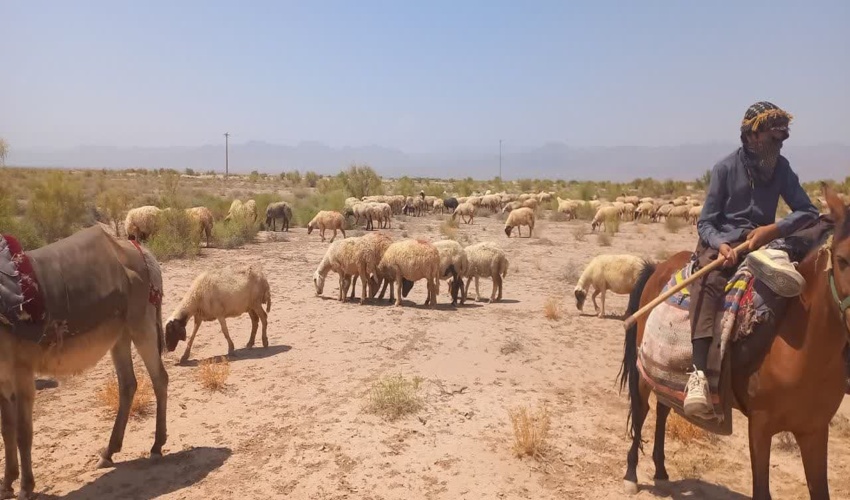 ۱۰۰درصد مراتع شهرستان خلیل آباد ممیزی شد