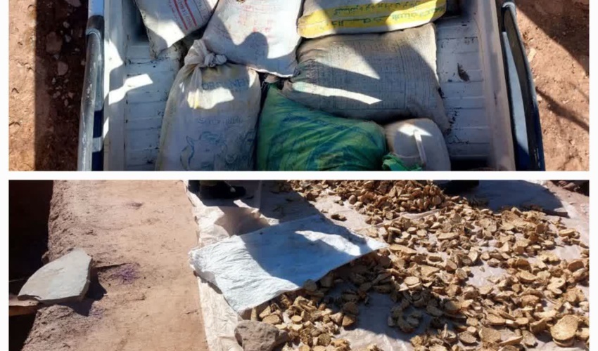 کشف و ضبط بیش از ۱۰۰ کیلوگرم گیاه دارویی باریجه در شهرستان کلات