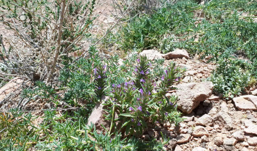  شناسایی یک و نیم میلیون هکتار رویشگاه گیاهان دارویی در خراسان رضوی 