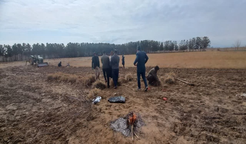 تولید بیش از۴میلیون اصله نهال تاغ در شهرستان گناباد