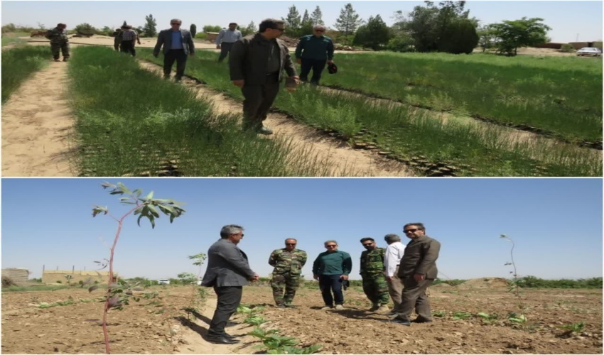 کسب رتبه برتر طرح زراعت چوب توسط شهرستان بردسکن