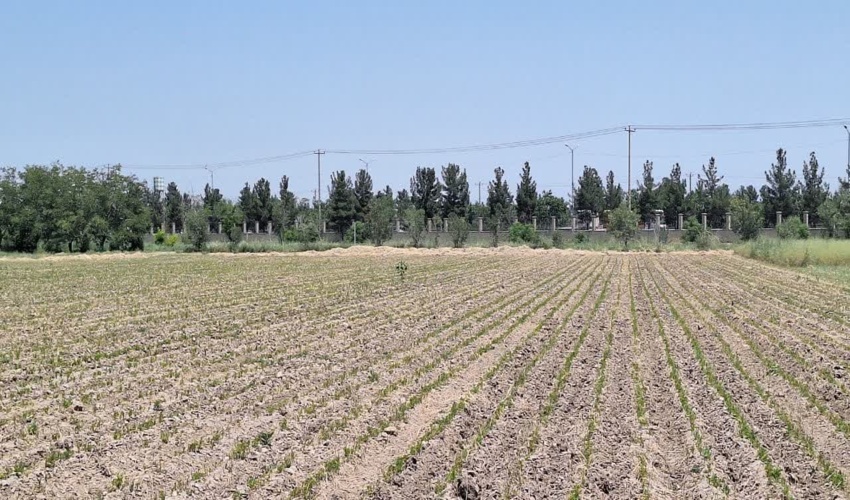 بیش از دو میلیون اصله  نهال در نهالستان ایرانی تورانی طرق ،مشهد تولید شد
