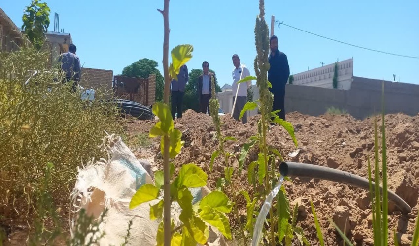 روستای جابوز شهرستان خلیل آباد پیشرودر طرح ملی کاشت 1میلیاردرخت