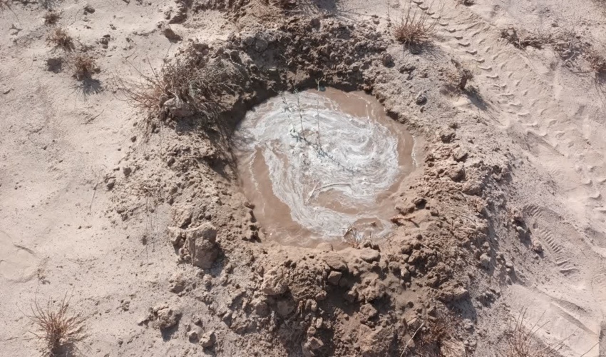 کاشت بیش از 12هزارهکتار نهال تاغ در شهرستان تربت جام