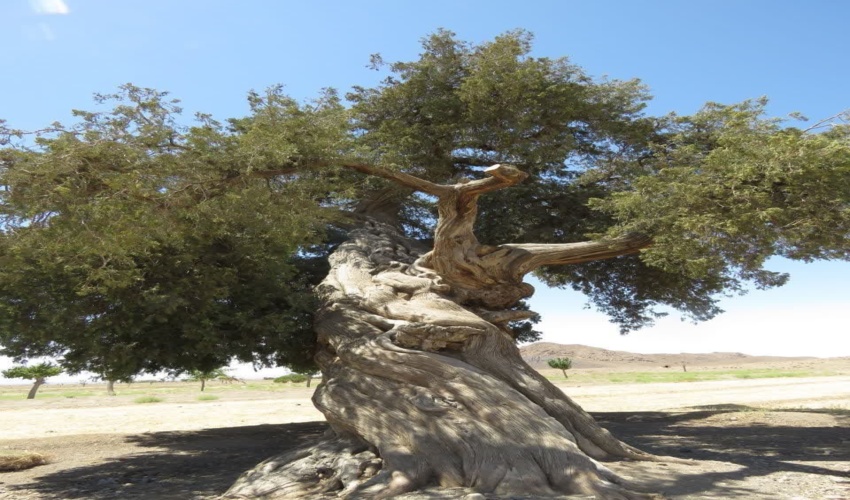 وقف آب برای آبیاری درخت سرو کهنسال بردسکن