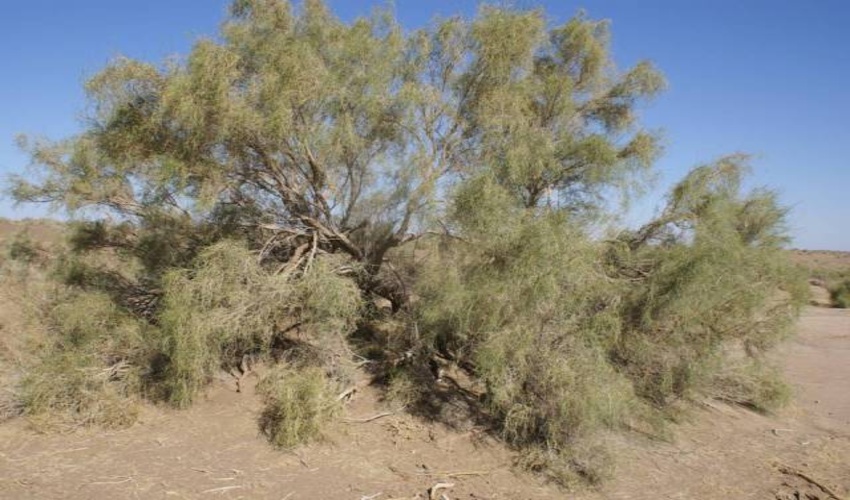 جاده های استان برای قاچاقچیان چوب ناامن است