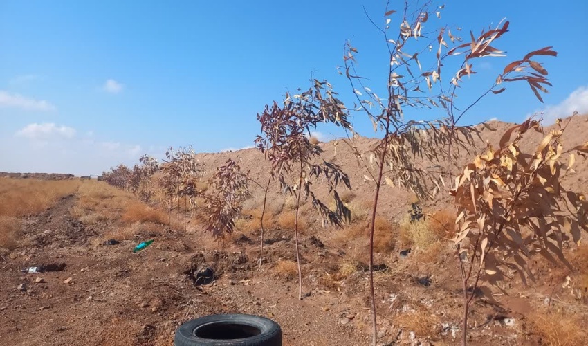 در راستای طرح مردمی کاشت یک میلیارد درخت صورت گرفت