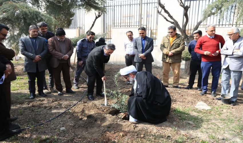 کاشت نهال زیتون به نشانه همبستگی و مقاومت در اداره کل منابع طبیعی خراسان رضوی