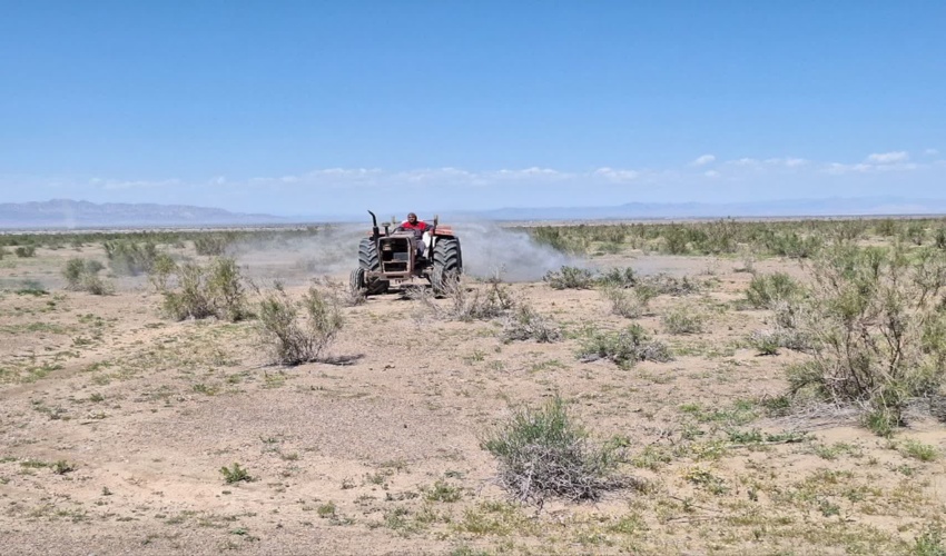 آغاز عملیات مبارزه با ملخ کوهان‌دار تاغ در سال جدید در منطقه ریگ سفید بردسکن