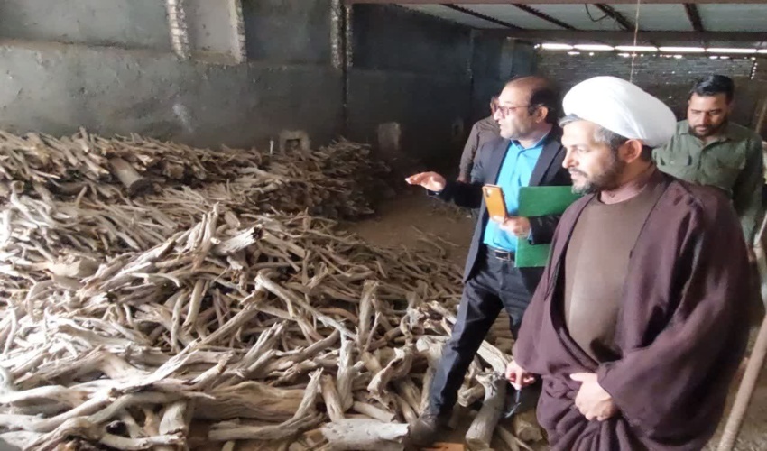 ضربه قاطع به قاچاقچیان طلای سبز در گناباد